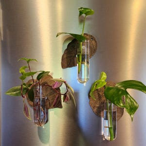 Wall Propagation Station - 3-piece Magnetic Monstera Leaves Plant décor, Hydroponic Station, Plant Propagation Station, Plant Lover Gift