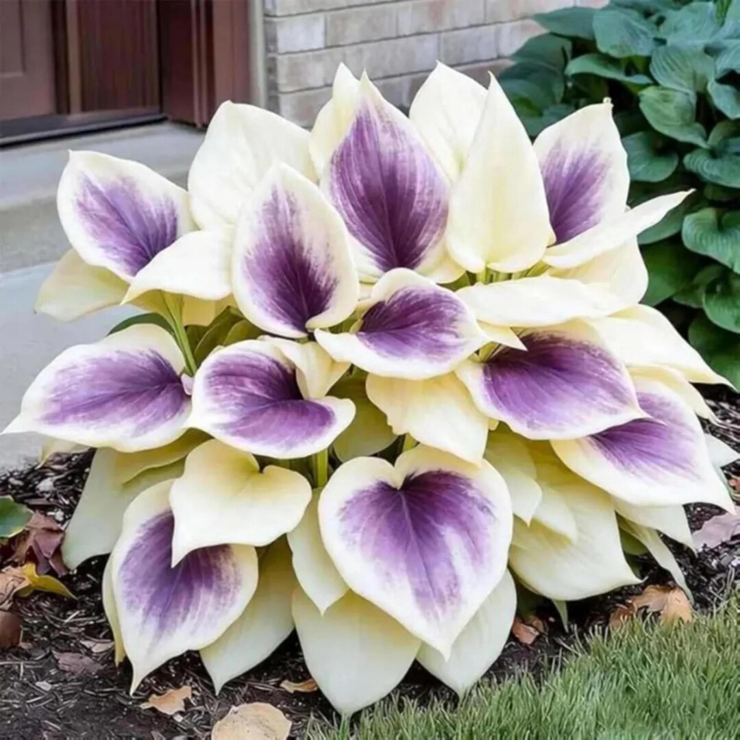280+ Cream White Purple Hosta Seeds | Mixed Perennial | Shade Garden ...