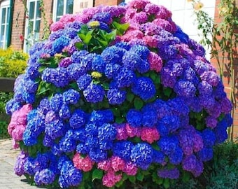 Blue Pink Purple Hydrangea – Hardy Perennial Flower