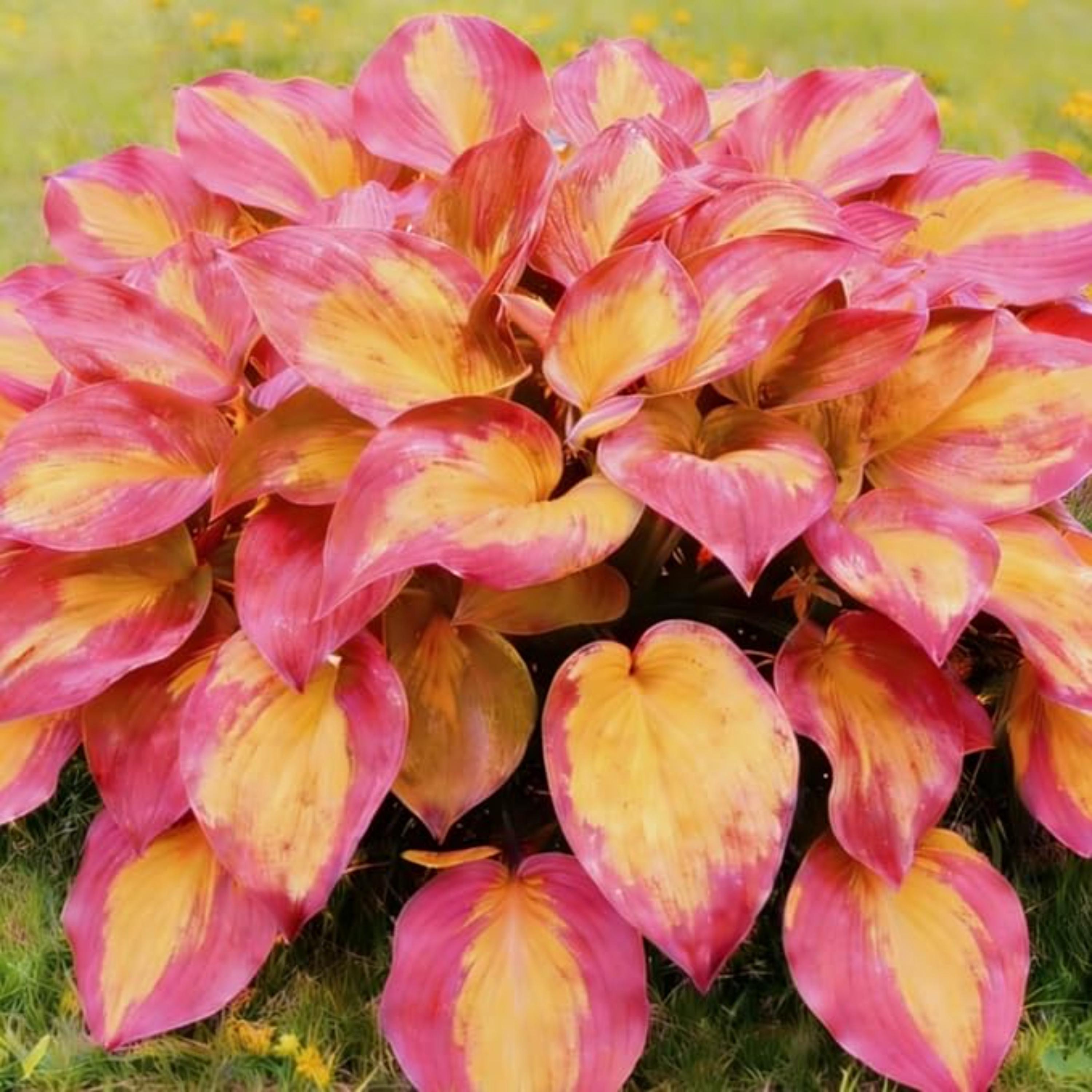 200+ Yellow Pink Hosta Seeds – Shade Loving Perennial Garden - Etsy
