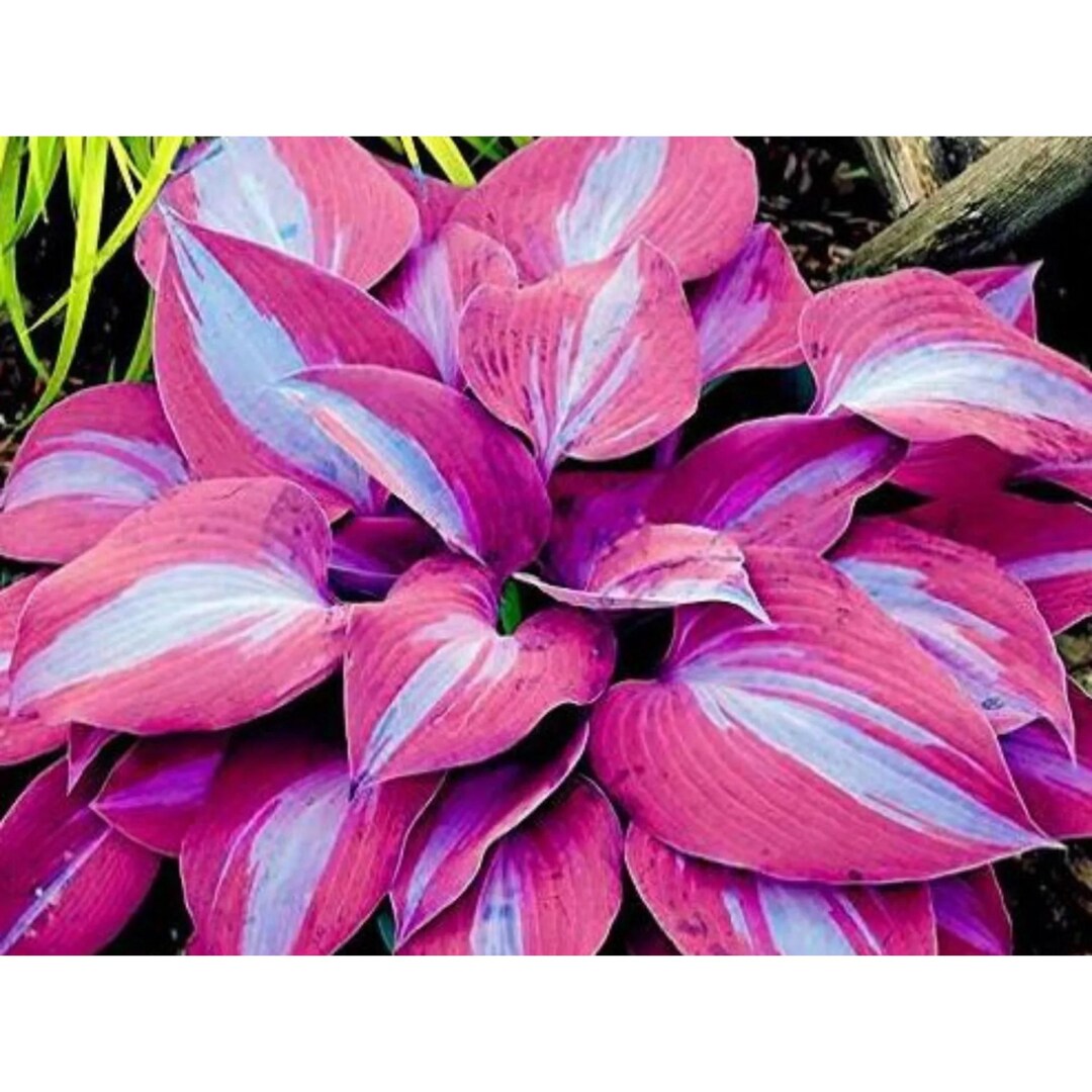Pretty In Pink Hosta 200+ Pink White Hosta Seeds – Shade Loving Perennial Garden - Etsy