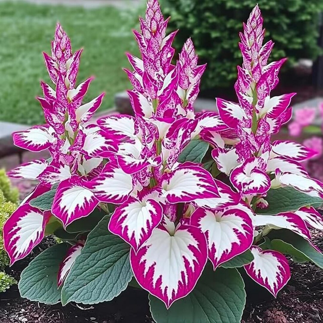 Pretty In Pink Hosta 200+ Pink White Hosta Seeds – Shade Loving Perennial Garden - Etsy