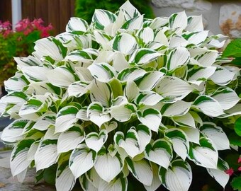 First Frost Hosta Wortelschaduw Tuin Blauwgroen Gebladerte