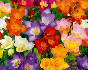 10 bulbi di fresia misti per la semina primaverile in giardino.