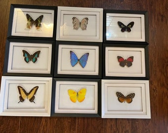 Real Dried Butterflies In Frame For Gift And Home Decoration