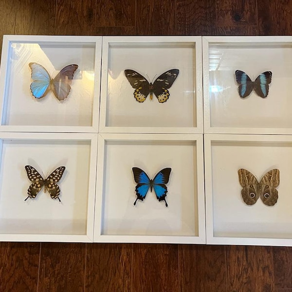 Véritables papillons séchés dans un cadre pour cadeau et décoration d'intérieur
