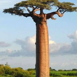 Baobab Tree Seeds - Pack of 7 Seeds, Magical Tree, Fast Growing, Exotic Garden Plant, Unique Gift