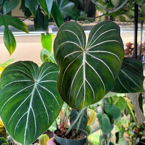 Philodendron gloriosum ‘4