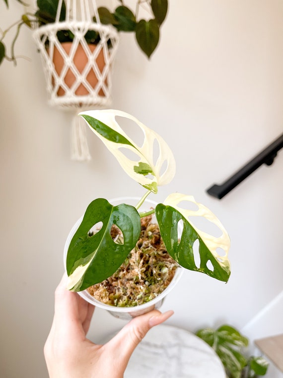 Variegated Monstera Adansonii Albo - 4 Nursery Pot Fully Rooted