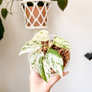 Epipremnum Pinnatum Marble Plant - 4” Nursery Pot