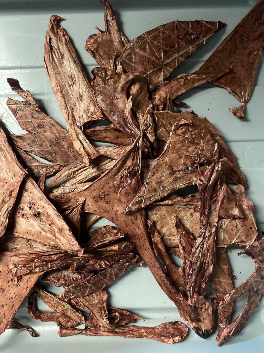 DEHYDRATED BEEF Lung 30g 100 Natural No Additives Or Preservatives dehydrated-beef-lung-30g-100-natural-no-additives-or-preservatives