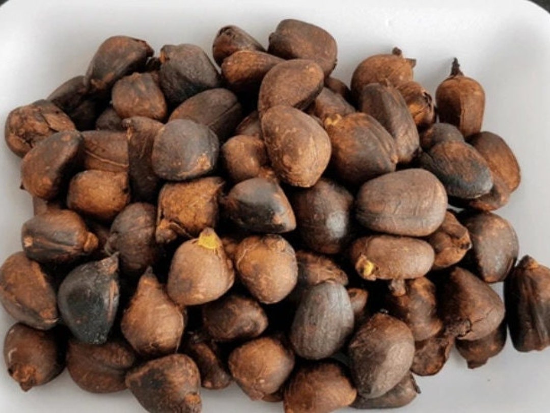 Labapin breadfruit Nuts 1 Lb Etsy