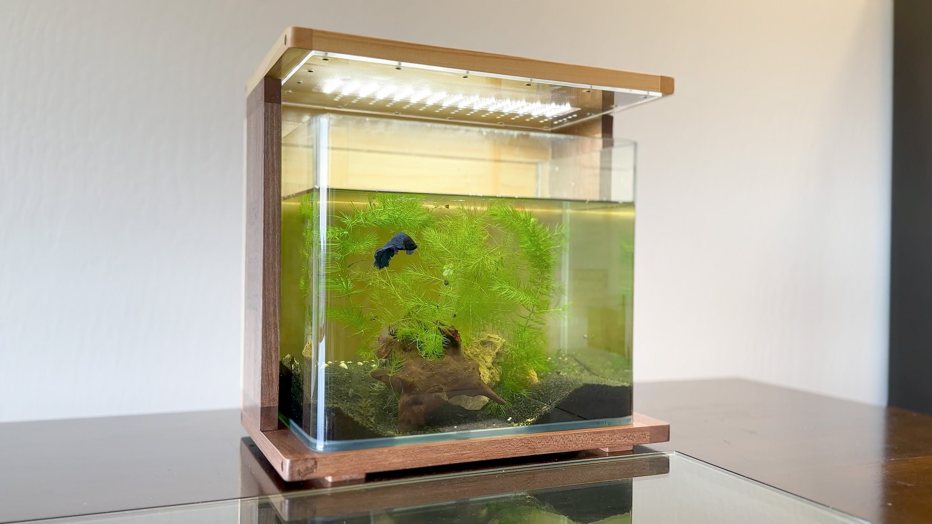 KYOTO: designerplatform voor aquarium/terrarium