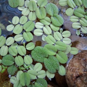 Piante galleggianti per laghetti o acquari