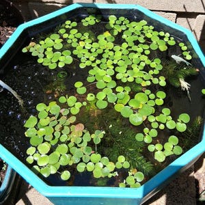 Amazon Frogbit – Floating Aquarium Plant – Betta Safe, Natural Shade, Live Plants image 3