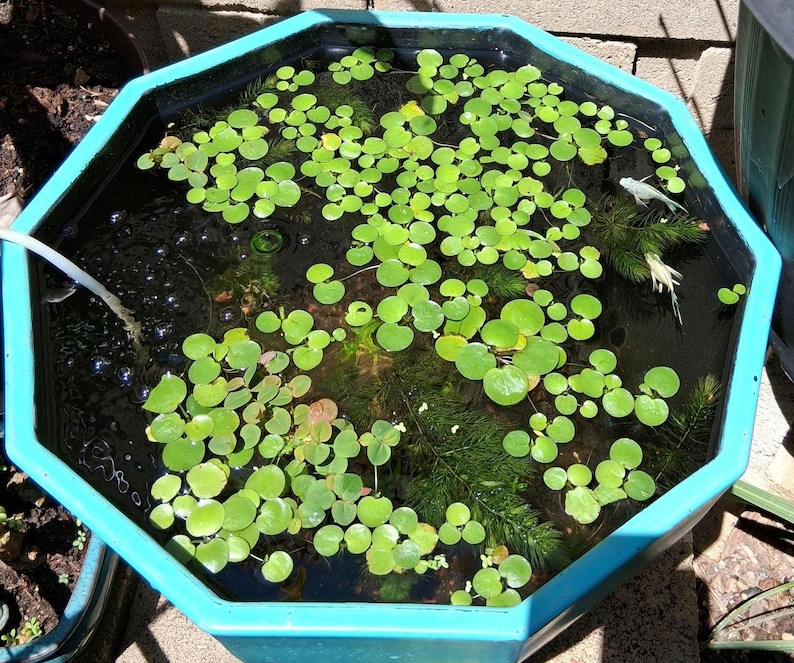 Amazon Frogbit – Floating Aquarium Plant – Betta Safe, Natural Shade, Live Plants image 3