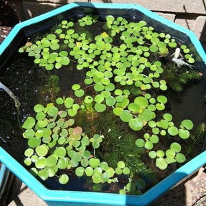 Amazon Frogbit – Floating Aquarium Plant – Betta Safe, Natural Shade, Live Plants image 2