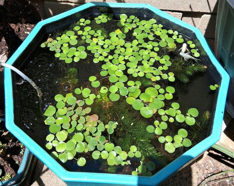 Amazon Frogbit – Floating Aquarium Plant – Betta Safe, Natural Shade, Live Plants image 2