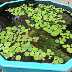 Amazon Frogbit – Floating Aquarium Plant – Betta Safe, Natural Shade, Live Plants