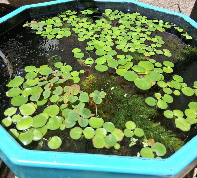 Amazon Frogbit – Floating Aquarium Plant – Betta Safe, Natural Shade, Live Plants image 1