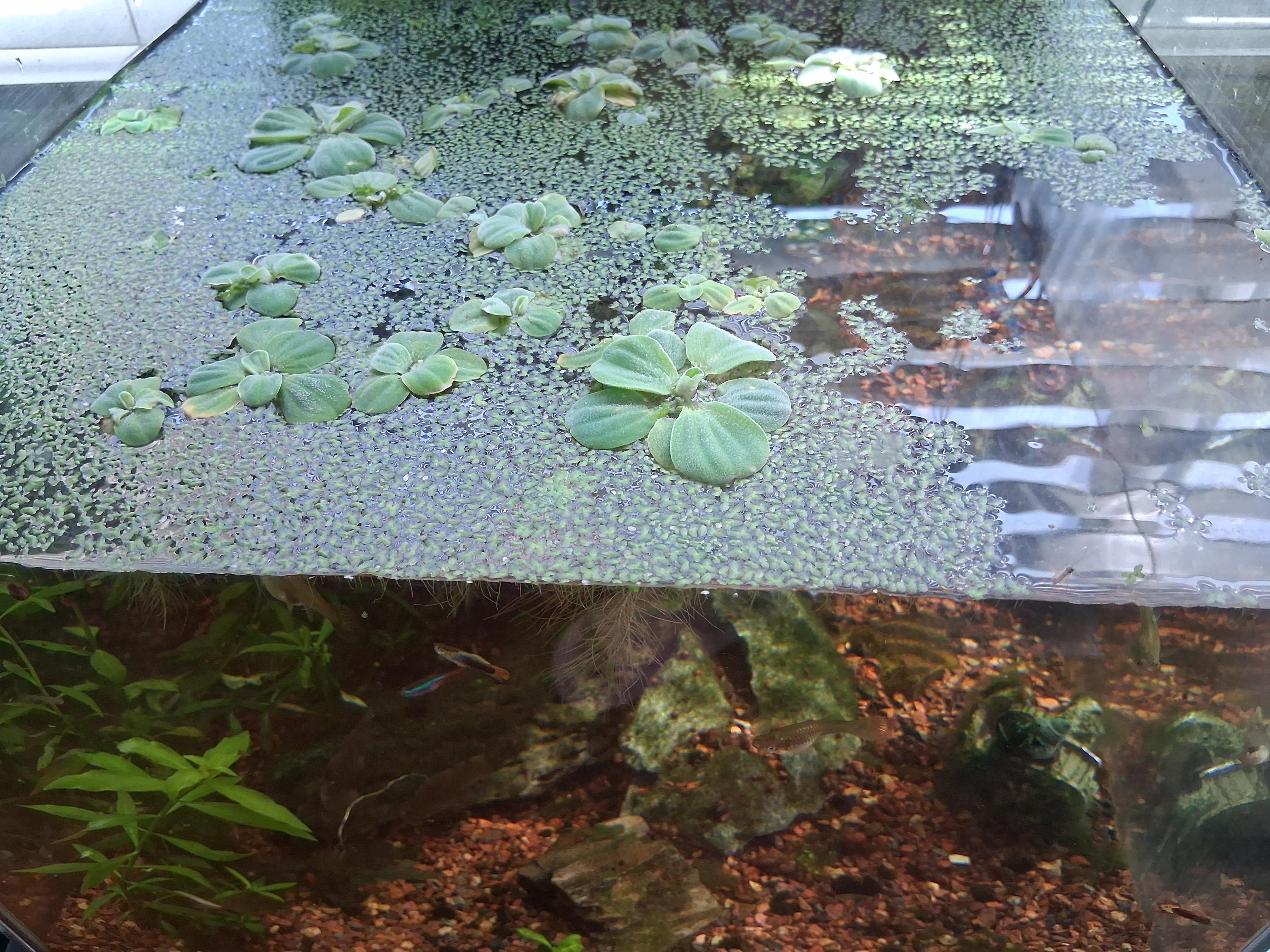 Duckweeds