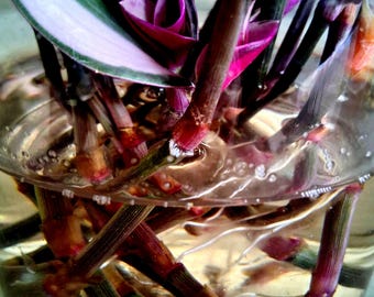 PRE-ROOTED Tradescantia Nanouk Pink Variegated Plant – Easy Propagation Houseplant – Fast Rooting Beginner Fri