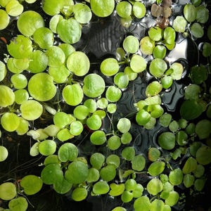 Combo Duckweeds and Frogbits