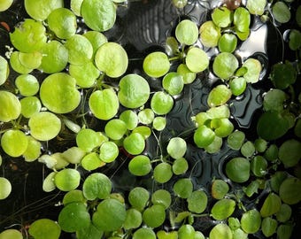Combo Duckweeds and Frogbits
