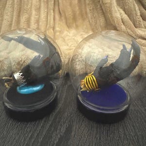 May include: Two clear glass globes each containing a dark claw-like object. One claw has a silver crown ring, the other a gold ring. Each sits on a black base with a coloured insert.