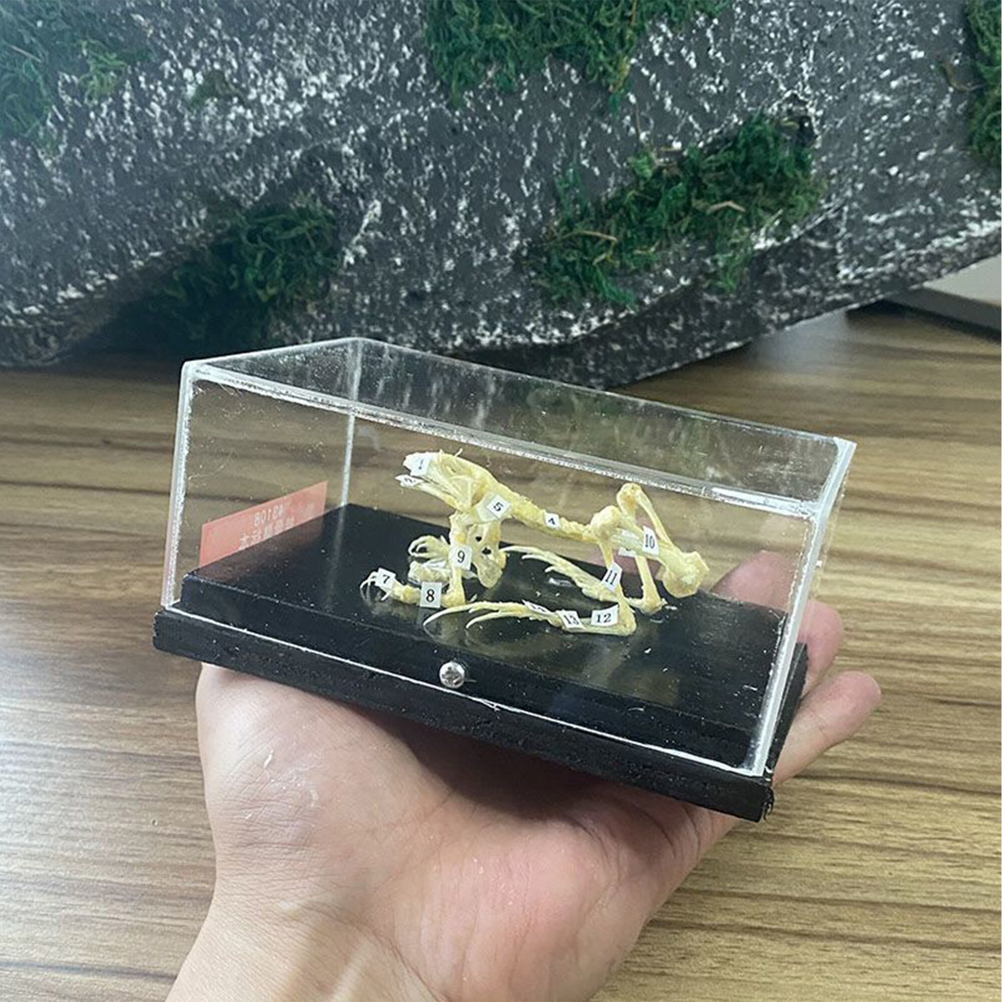 Real Skeleton Specimen,real Animal Specimen,clean and Complete,specimen