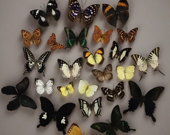 5-30 different kinds Real Butterfly Specimen,Real Animal Specimen,Clean and Complete,Specimen,Safely Sterilized and Bleached