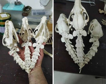 Real Fox Skeleton Specimen,Real Animal Specimen,Clean and Complete,Specimen,Safely Sterilized and Bleached,Vintage Decoration