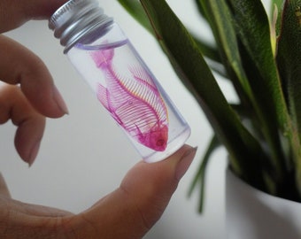 Mysterious Transparent Stained Fish Skeleton Specimen,Real Stained Specimen,Bleached Stained ,Vintage Decoration,In the bottle