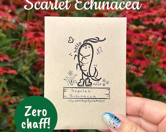 Coneflower Seeds / Scarlet Echinacea / Non-GMO Flower Seeds