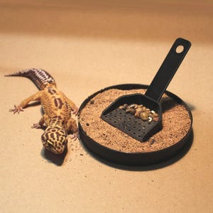 May include: A leopard gecko with a yellow and brown spotted pattern rests beside a black dish filled with sand and small rocks. A black scoop rests in the dish. The background is a light brown.