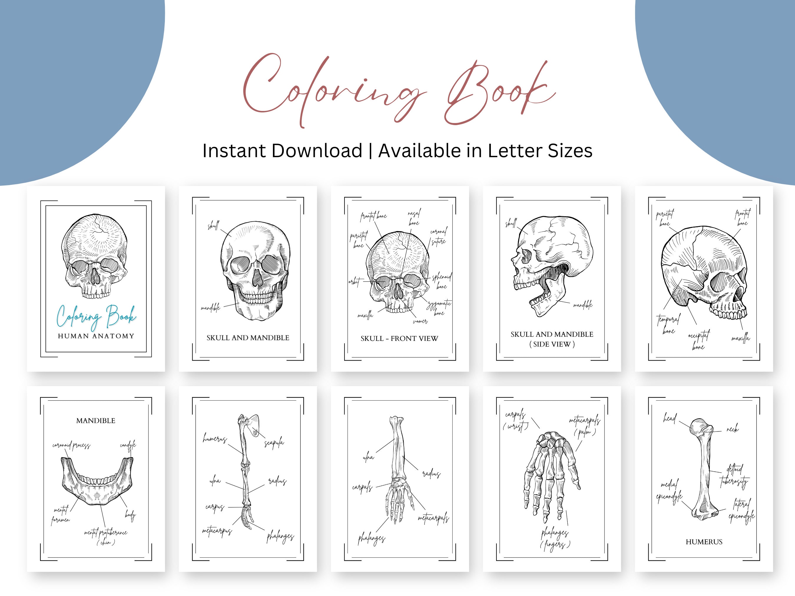 Coloring Book Human Anatomy selling the Access instant Download Upon ... Biology Diagrams