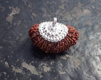 21 Mukhi Rudraksha Sacred Bead Rare- Certified A++ --IGL Lab Certified