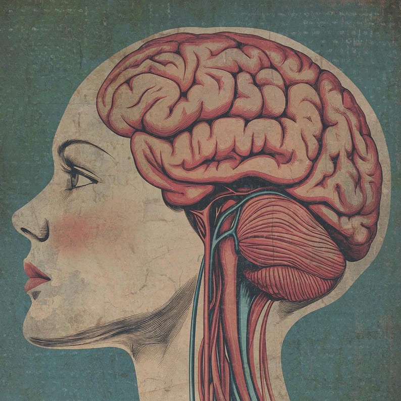 Retro CAUDATE PUTAMEN Brain Anatomy Poster, Biology Neuroscience Wall