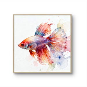May include: A framed watercolor painting of a betta fish. The fish features a vibrant array of colors, including red, orange, blue, and purple. The artwork is set against a white background with colorful watercolor splashes.