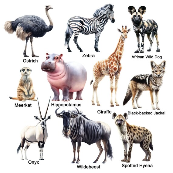 African Animals List