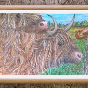 Highland Kühe Kunstdruck, Eichhörnchen Kunst, Wildtiere Druck, Wandkunst, Tierkunst, Geburtstagsgeschenk, Weihnachtsgeschenk, einzigartige Geschenkideen, Geschenk für ihn
