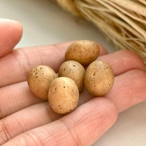 Może przedstawiać: Zbiór małych, nakrapianych, beżowych jaj. Owalne jaja mają drobne ciemne plamki. Są trzymane w otwartej dłoni, z rozmytym tłem z suszonego materiału roślinnego.