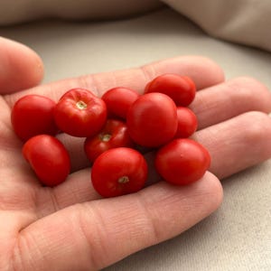 Può includere: Un pugno di piccoli pomodorini rossi brillanti. I pomodori sono rotondi e lisci, con un'estremità del gambo leggermente strutturata. I pomodori sono tenuti in una mano aperta.
