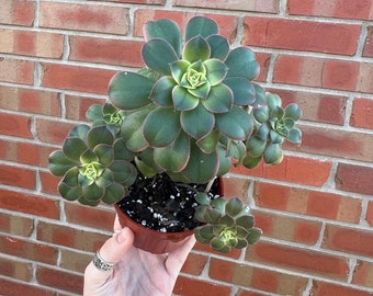 Tree Houseleeks (Aeonium Decorum) Succulent