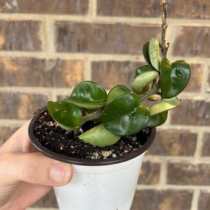 Hoya Starter