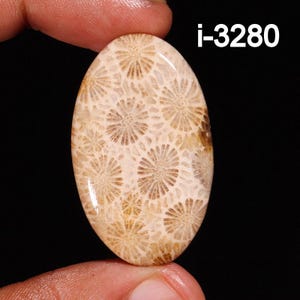 Natürliche Fossil Koralle Cabochon - Glatte Fossile Koralle - Lose Edelstein Cabochon - Handgemachte Fossil Koralle Cabochon - Für die Herstellung von Schmuck