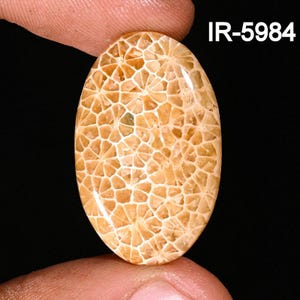 Natural Fossil Coral Cabochon - Smooth Fossil Coral - Loose Gemstone Cabochon - Handmade Fossil Coral Cabochon For Jewelry Making Supply