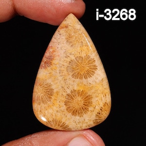 Natürliche Fossil Koralle Cabochon - Glatte Fossile Koralle - Lose Edelstein Cabochon - Handgemachte Fossil Koralle Cabochon - Für die Herstellung von Schmuck