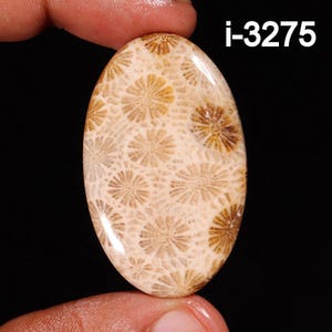 Natürliche Fossil Koralle Cabochon - Glatte Fossile Koralle - Lose Edelstein Cabochon - Handgemachte Fossil Koralle Cabochon - Für die Herstellung von Schmuck