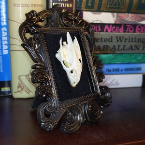 May include: A framed bone skull displayed in a black ornate frame. The skull is white and cream-colored, set against a black velvet background. The frame has a dark, antique finish, and is displayed on a wooden surface.